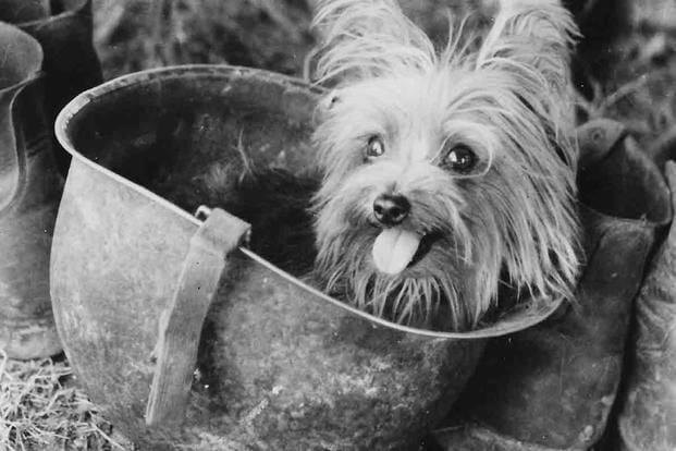 War Dog Pacific Theater Distinguished Service Medal